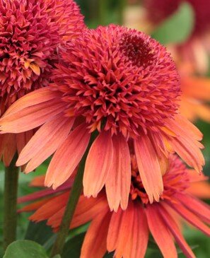 Echinacea Carrot Cake 3 Litre