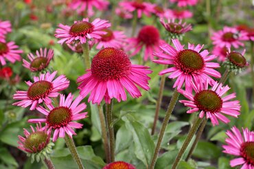 Echinacea Delicious Candy 3 Litre