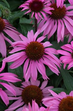 Echinacea Mooodz Courage 3 Litre