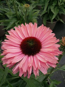 Echinacea Mooodz Motivation 3 Litre