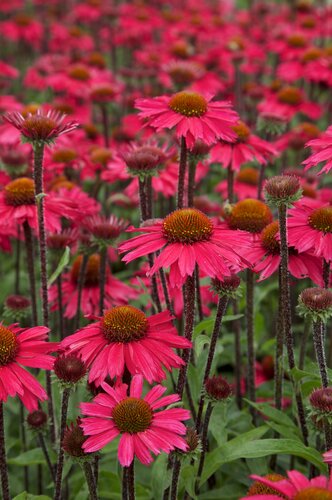 Echinacea Sensation Pink 3 Litre