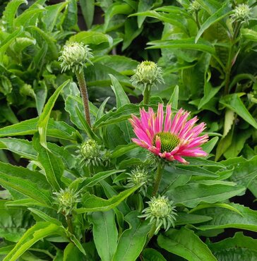 Echinacea Sunseekers Bubblelicious 3 Litre