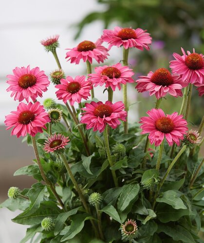 Echinacea Sunseekers Magenta 3 Litre