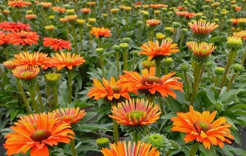 Echinacea Sunseekers Mineola 3 Litre