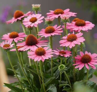 Echinacea Sunseekers Pink 3 Litre