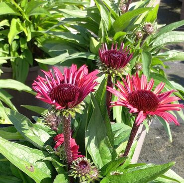 Echinacea Sunseekers Pomegranate 3 Litre