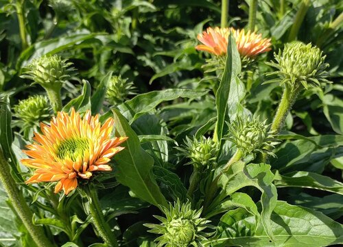 Echinacea Sunseekers Pumpkin Pie 3 Litre