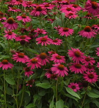 Echinacea Sunseekers Purple Towers 3 Litre