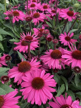 Echinacea Sunseekers Purplelicious 3 Litre