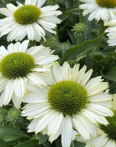 Echinacea Sunseekers White Perfection 3 Litre