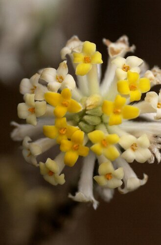 Edgeworthia chrysantha Grandiflora 5 Litre