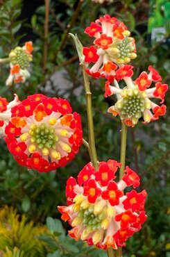 Edgeworthia chrysantha Red Dragon 7 Litre