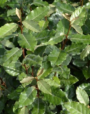 Elaeagnus ebbingei Compacta 3 Litre