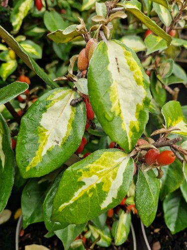 Elaeagnus Ebbingii Moonlight 3 Litre