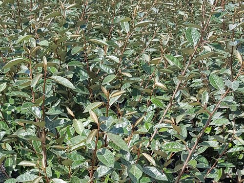 Elaeagnus X Ebbingei 3 Litre