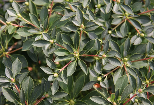 Enkianthus Campanulatus 2 Litre