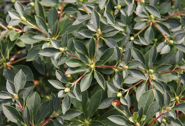 Enkianthus campanulatus 4 Litre