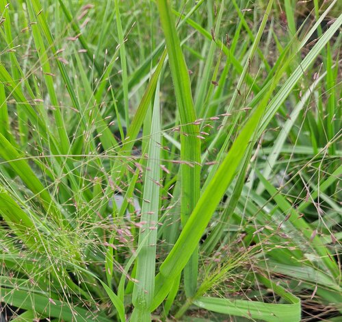 Eragrostis Spectabilis Purple Love C5