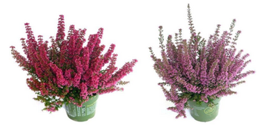 Erica Gracilis Beauty Queen 1 Litre