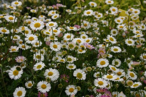 Erigeron karvinskianus 3 Litre