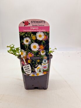 Erigeron Karvinskianus Profusion 9cm