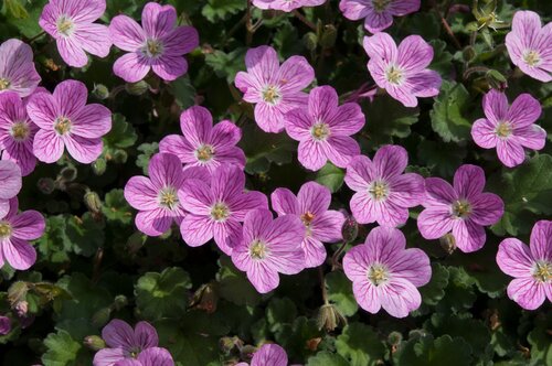 Erodium Bishops Form 2 Litre