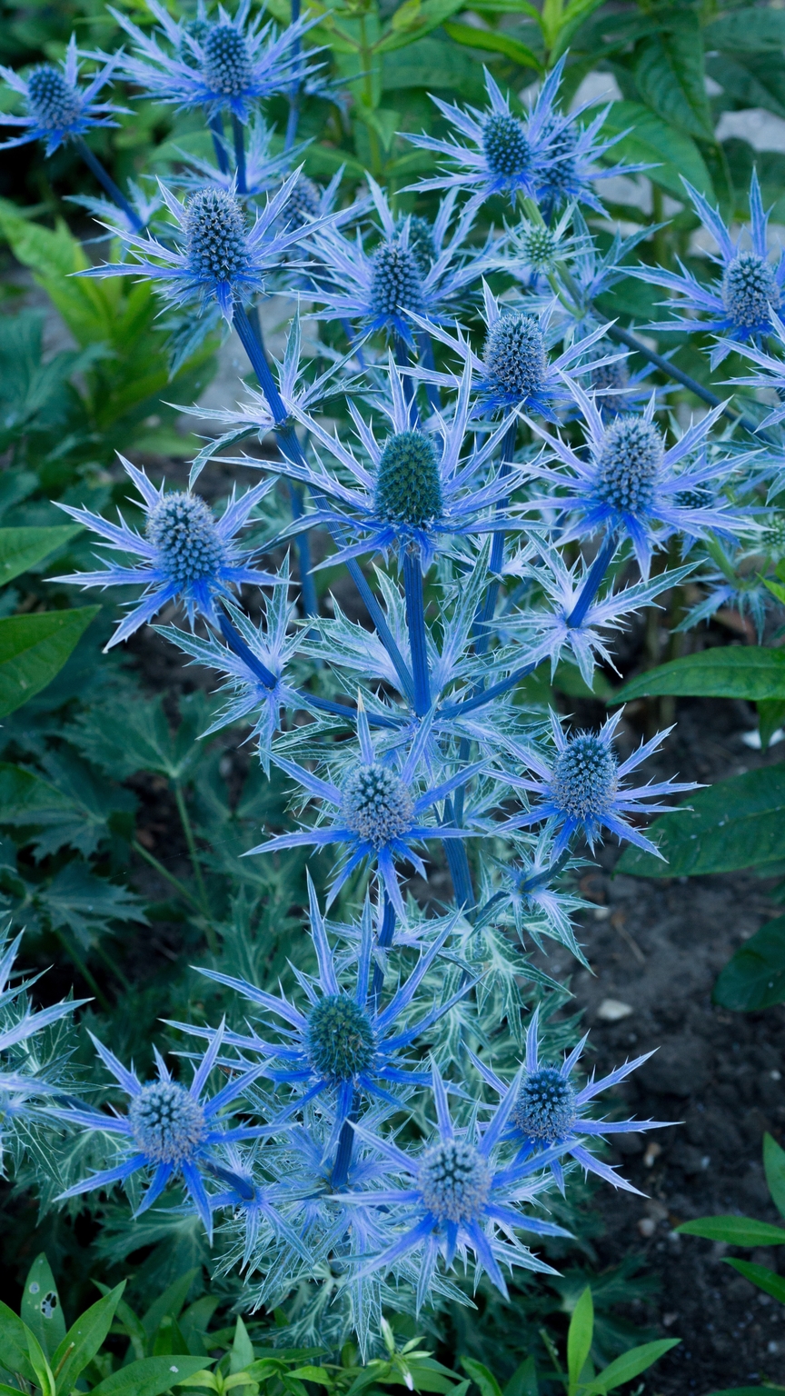 Eryngium Big Blue 3 Litre Stewarts Garden Centre