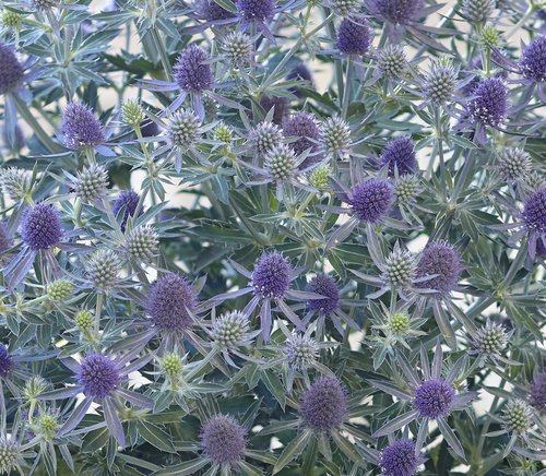 Eryngium Magical Blue Globe 3 Litre