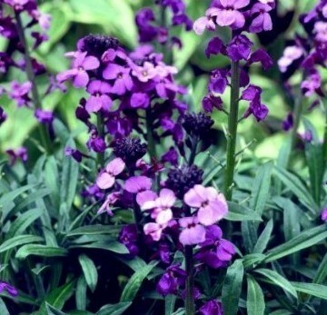 Erysimum Bowles Mauve 10.5cm