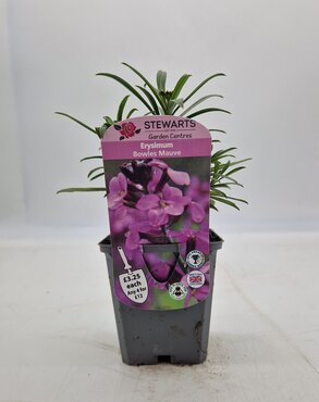 Erysimum Bowles Mauve 9cm