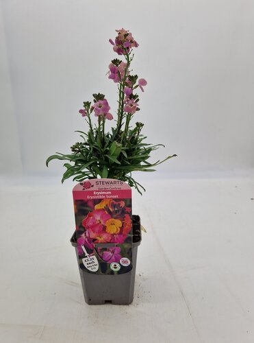 Erysimum Erysistible Sunset 9cm