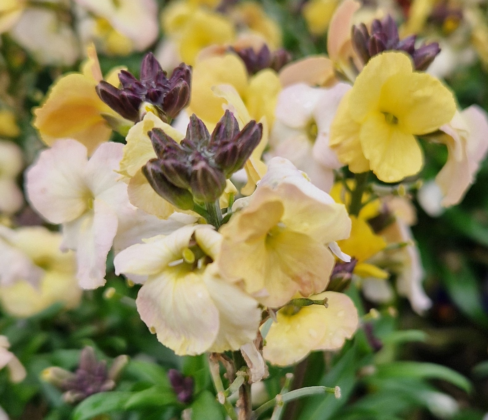 Erysimum Leya Lemon Glow 2 Litre - Stewarts Garden Centre