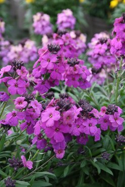 Erysimum Poem Lilac 1 Litre