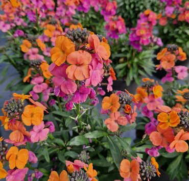 Erysimum Winter Orchid 1 Litre