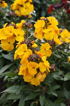 Erysimum Winter Power 1 Litre