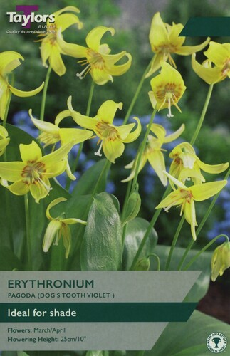 Erythronium Pagoda x 2