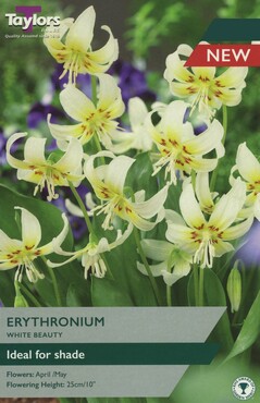 Erythronium White Beauty x 2