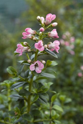 Escallonia Apple Blossom 3 Litre