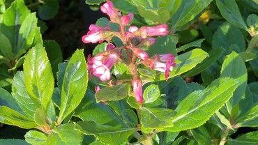 Escallonia Gold Ellen 3 Litre