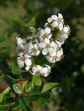 Escallonia 'Iveyi' 3 Litre