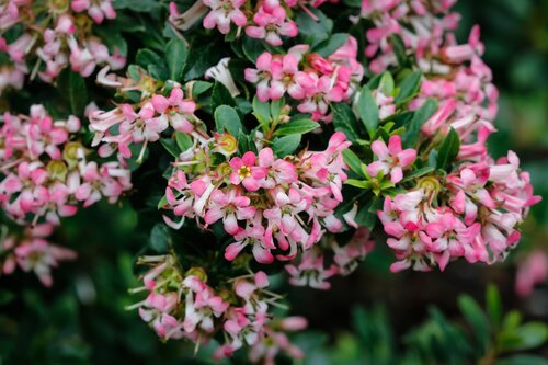 Escallonia Show Stopper 3 Litre