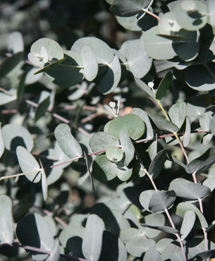 Eucalyptus gunnii Azura 19cm