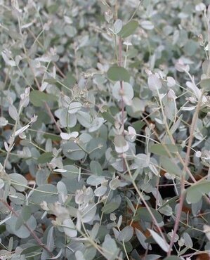 Eucalyptus Gunnii Silverana 7.5 Litre