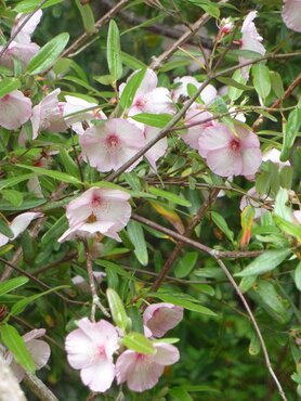 Eucryphia Lucida Carousel 3 Litre