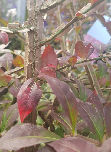 Euonymus alatus 10 Litre