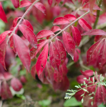 Euonymus Alatus Compacta 7.5 Litre