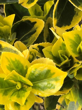 Euonymus Aureus on Trellis 10 Litre - Stewarts Garden Centre