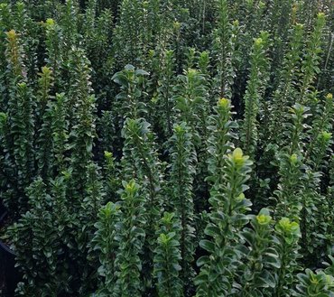 Euonymus Benkomasaki Erecta Bush Large 18 Litre