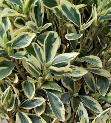 Euonymus 'Bravo' 2 Litre