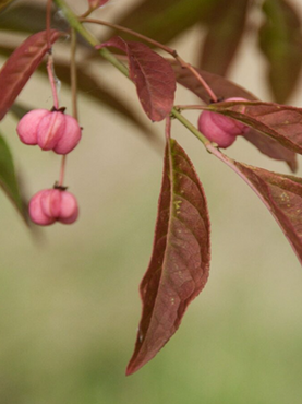 Euonymus Brilliant 12 Litre